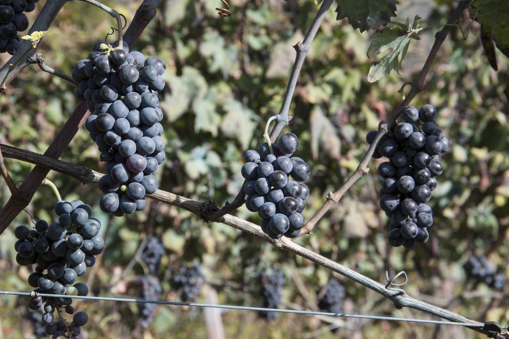 Alloggio per agriturismo Palazzo Tronconi Arce